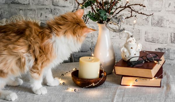 An orange and white kitten is standing next to a lit candle and a pile of books