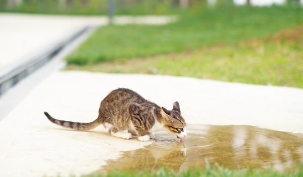 When Do Kittens Start Drinking Water? | A Fascinating Study