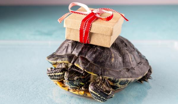 turtle with a gift