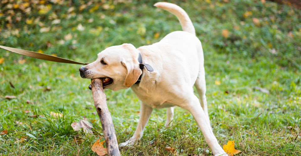 Why do dogs carry sticks