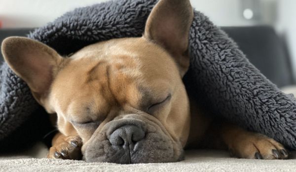 A French Bulldog sleeping in a blanket