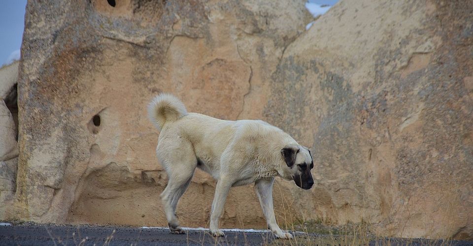 A Kangal dog over the mountains