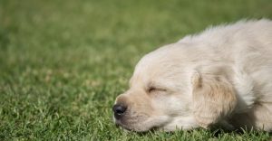 A Labrador Retriever taking a nap over the grass