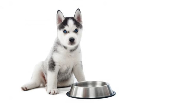 A Siberian Husky with an empty bowl of food
