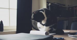 A cat sitting on a notepad