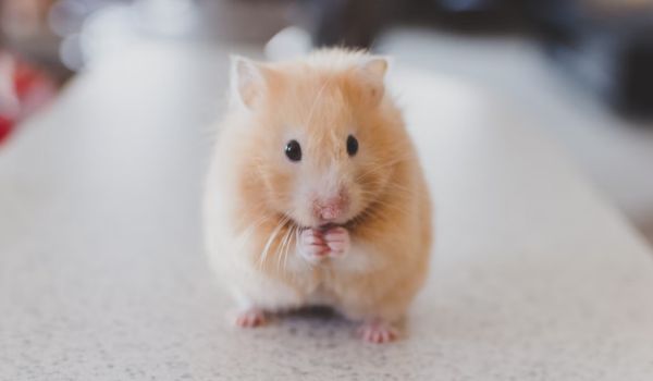  A hamster
