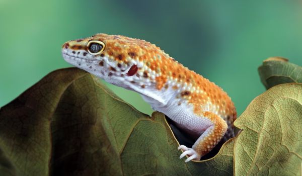 A leopard gecko close-up