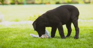 A little puppy is nibbling an adorable laying Kitten while playing outdoors in the green garden