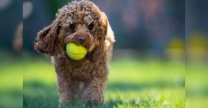 An adorable Cavapoo dog holding a Tennis ball in his mouth
