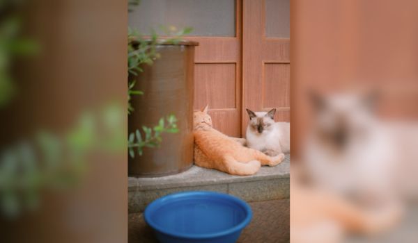 An orange tabby cat and a Siamese cat lie peacefully outside the entrance of a home