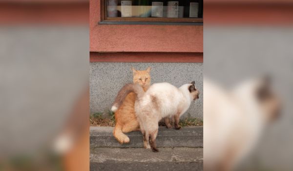 An orange tabby cat sitting on the footpath looks grumpily at the camera as a Siamese cat brushes past it