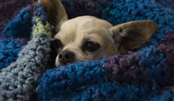 Chihuahua lying wrapped in a chunky blue blanket