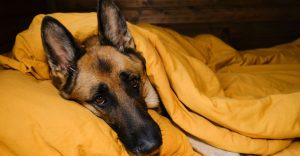 German Shepherd lying in a bed with yellow bedding and quilt cover