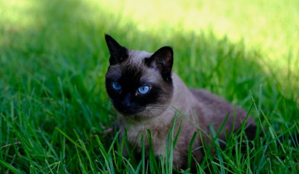 Seal point Siamese cat sitting on the grass, looking on in the distance