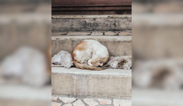 A cat sleeps bundled up in a ball with its head upside down over a stair the outdoors