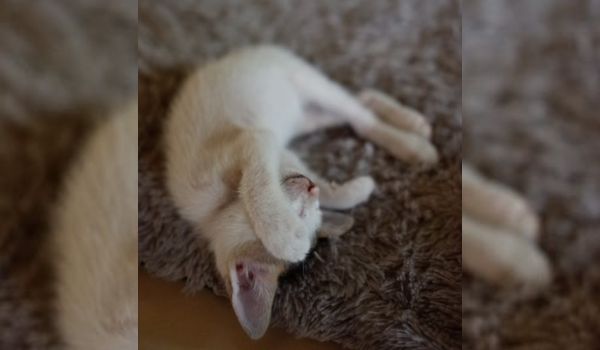 A cute white kitten sleeps on a grey carpet with its head upside down and a paw covering its eyes