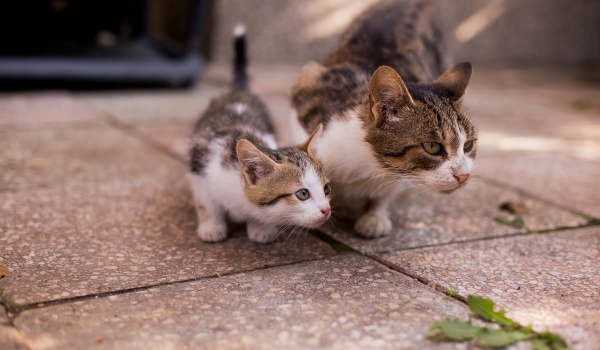 Kitten Hissing At Older Cat
