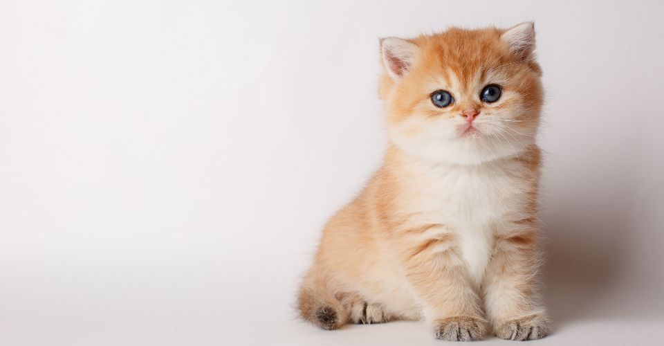 A British Chinchilla kitten