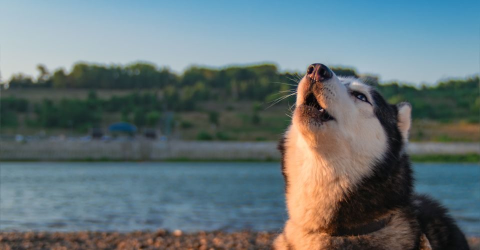 A Husky dog howls raising its muzzle upwards beside a river