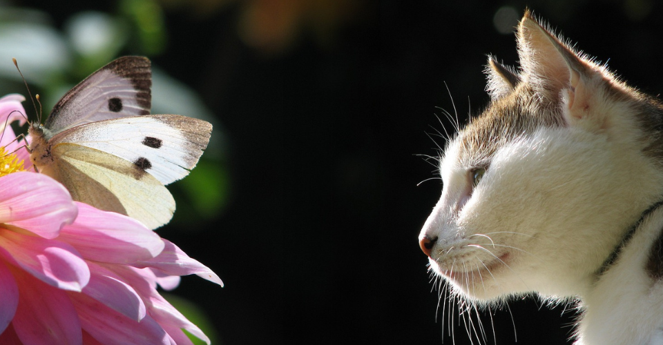 A Tabby Cat Keenly Observes a White Butterfly Sucking Nectar from a Pink Flower