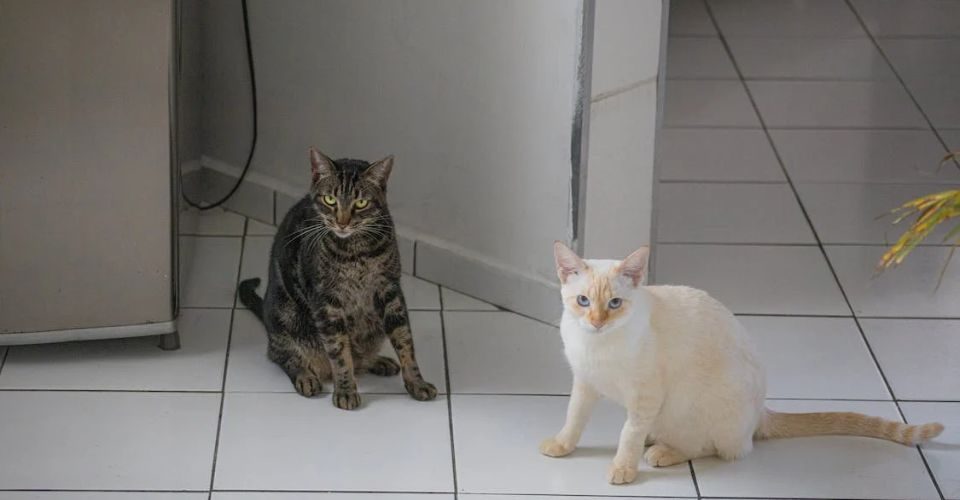 A Tabby cat and a Flame Point Siamese cat look at the camera curiously