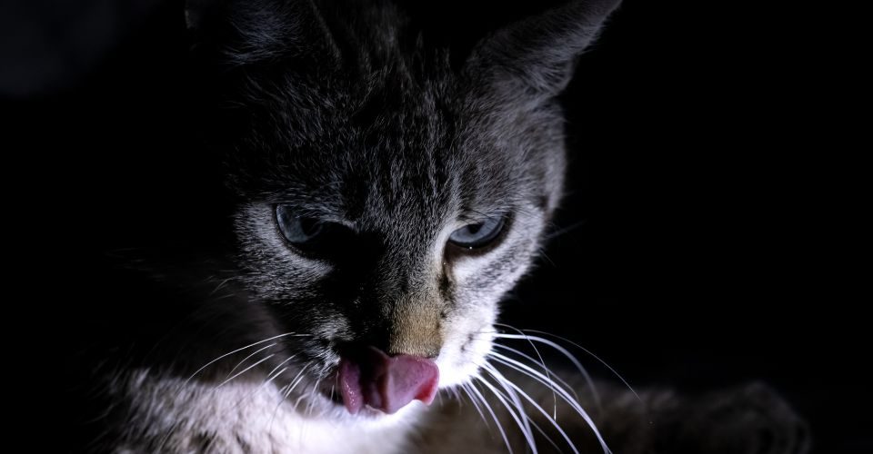 A cat in the dark with the tongue out