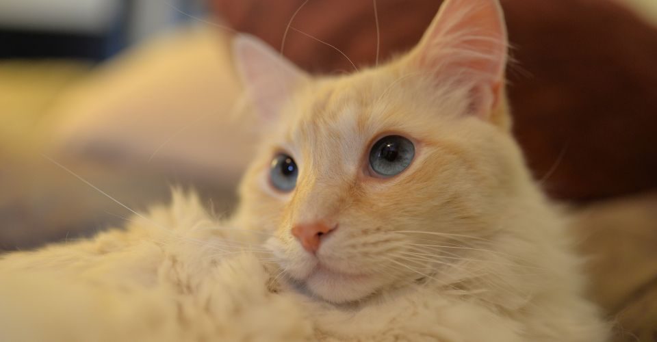A flame point Siamese cat is sitting, looking away from the cameraNot Found