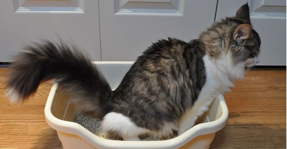 A grey and white cat is sitting in a litterbox, peeing