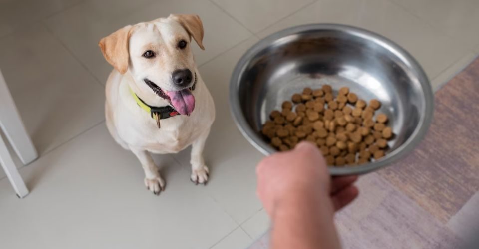 A person serving a bowl of food to a dog