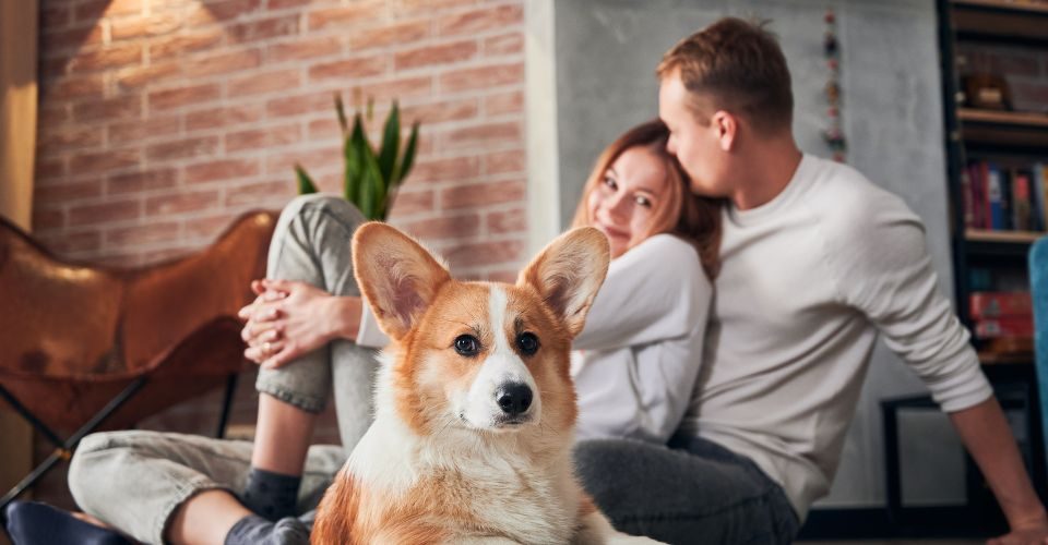 AHappy young couple sitting on the floor with cute corgi
