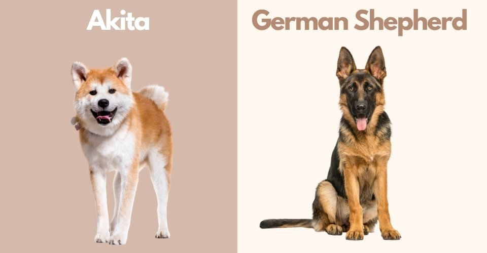 Akita German Shepherd Mix