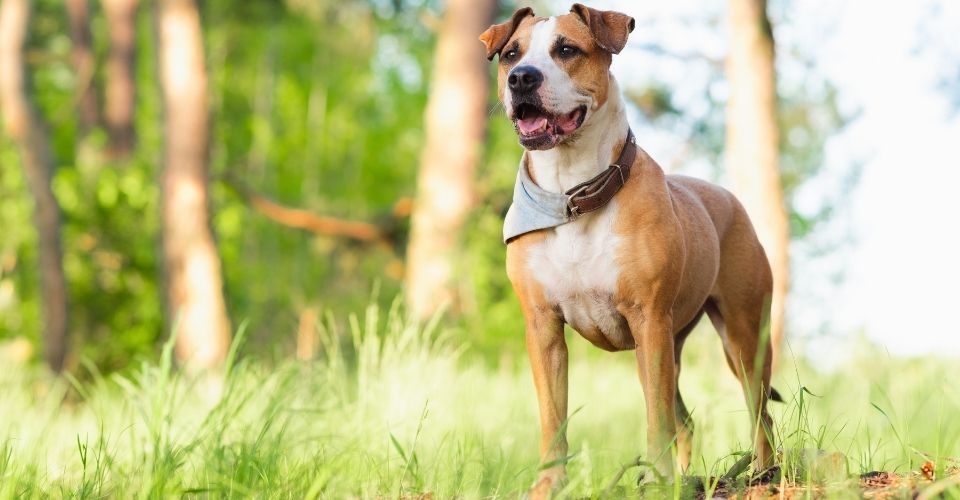 Types of Terriers - American-Staffordshire-Terrier