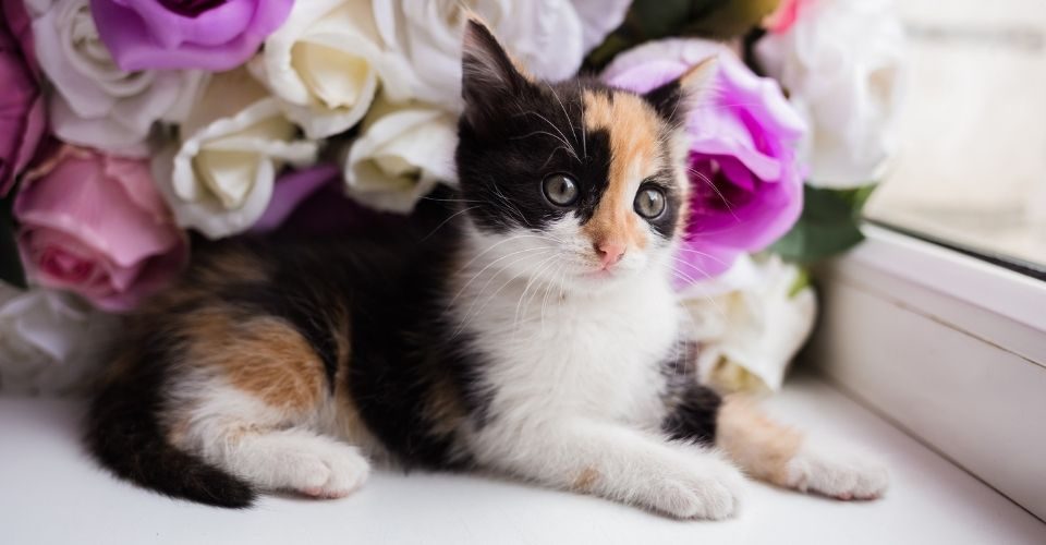 Are roses toxic to cats