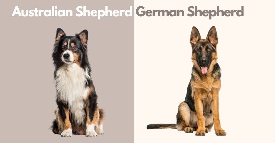 Australian Shepherd and German Shepherd Mix