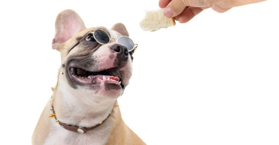 Best Dog Foods For French Bulldogs (1)