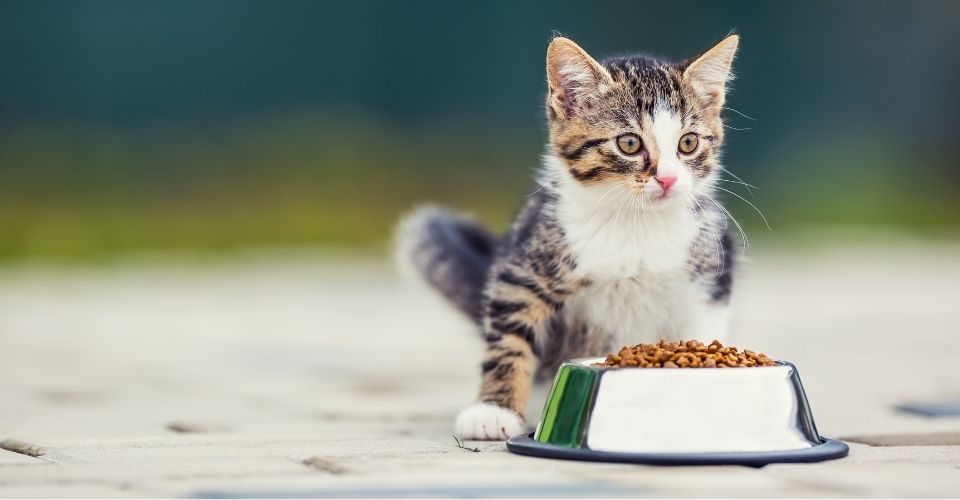 Best Grain-Free Cat Food