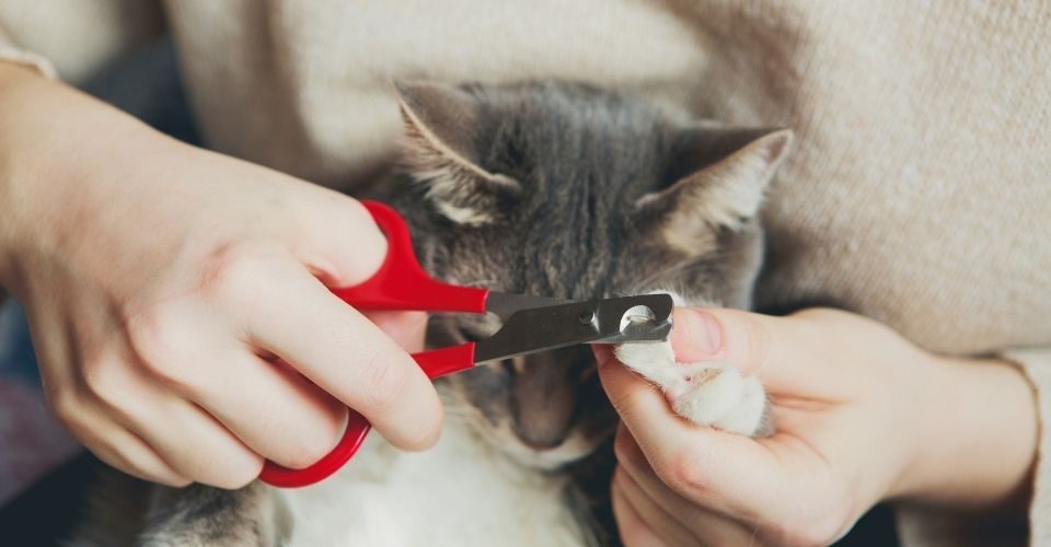 Best cat nail clippers