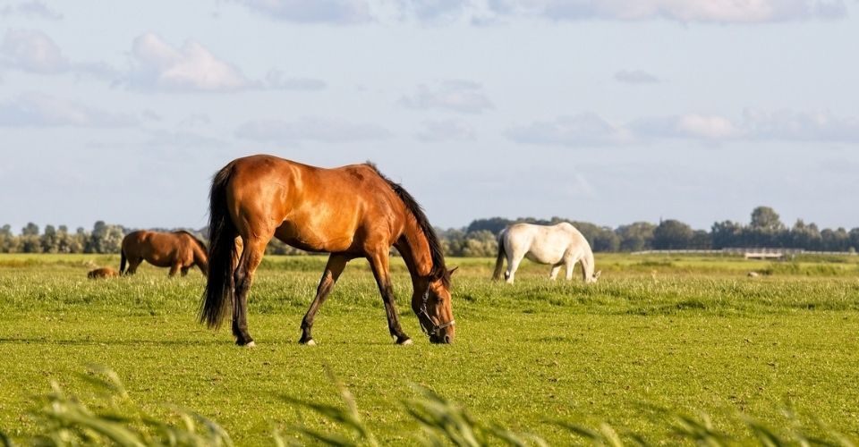 Best fertilizers for horse pasture