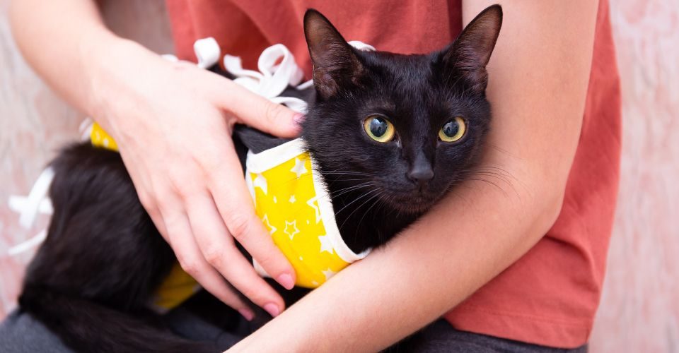 Black Cat Wrapped in a Yellow Medical Blanket, Cradled in a Woman’s Lap