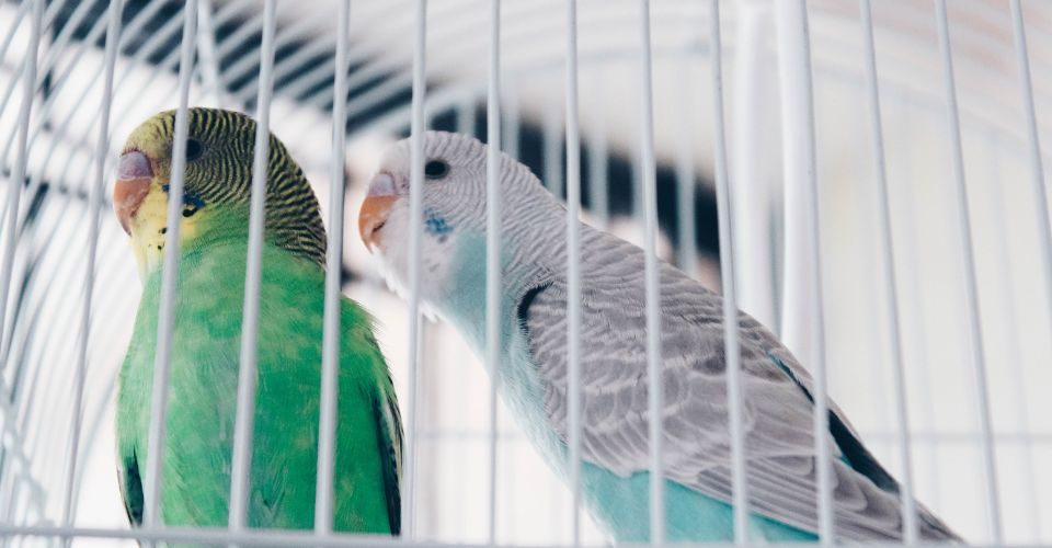 Blue budgie trying to woo green budgie