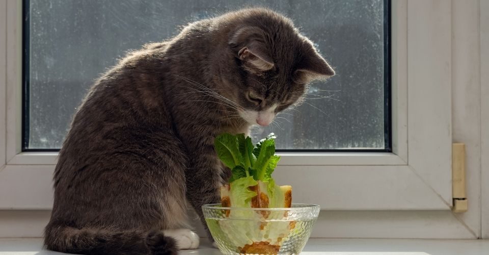 Can Cat Eat Lettuce