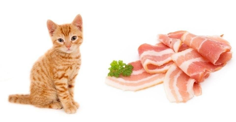 Can Cats Eat Bacon Is Bacon Healthy For Cats