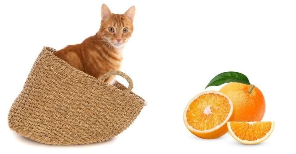 Can Cats Eat Oranges? All About Oranges And Cats!