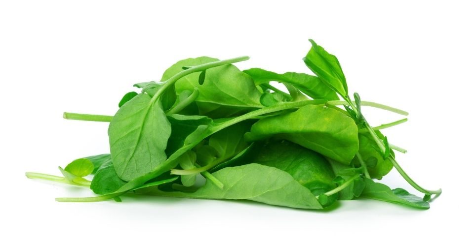 Can Cats Eat Spinach - keeping pet