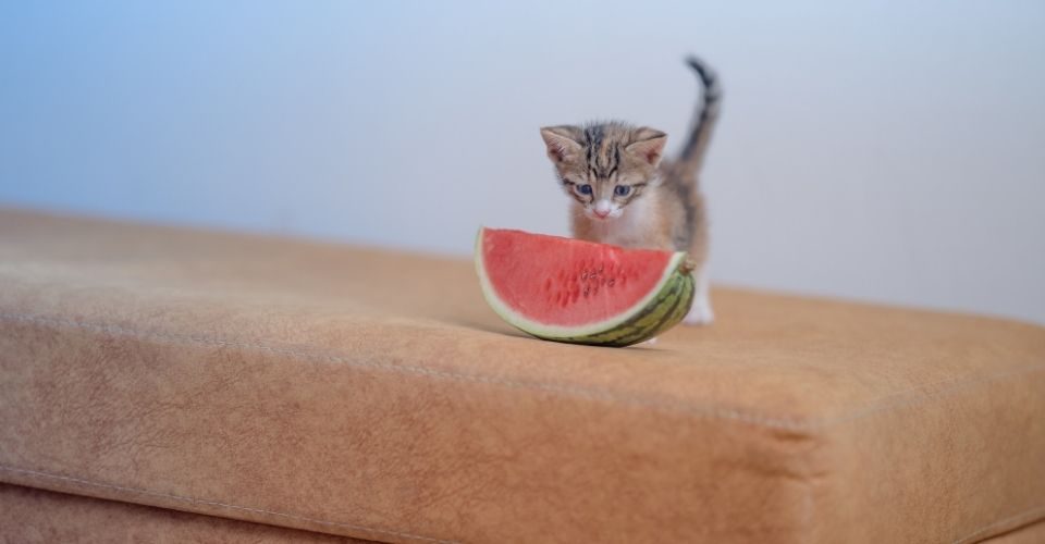Can Cats have Watermelon - keeping pet