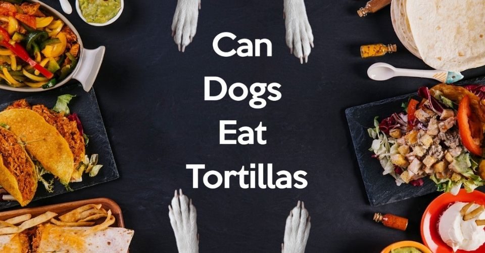 Can Dogs Eat Tortillas - keeping pet