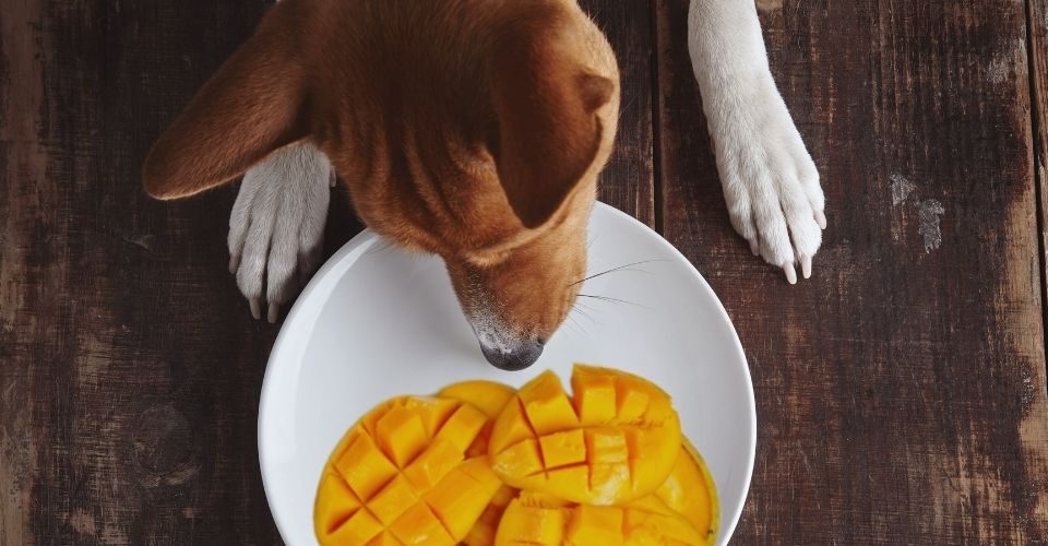 Can Dogs Have Mangoes