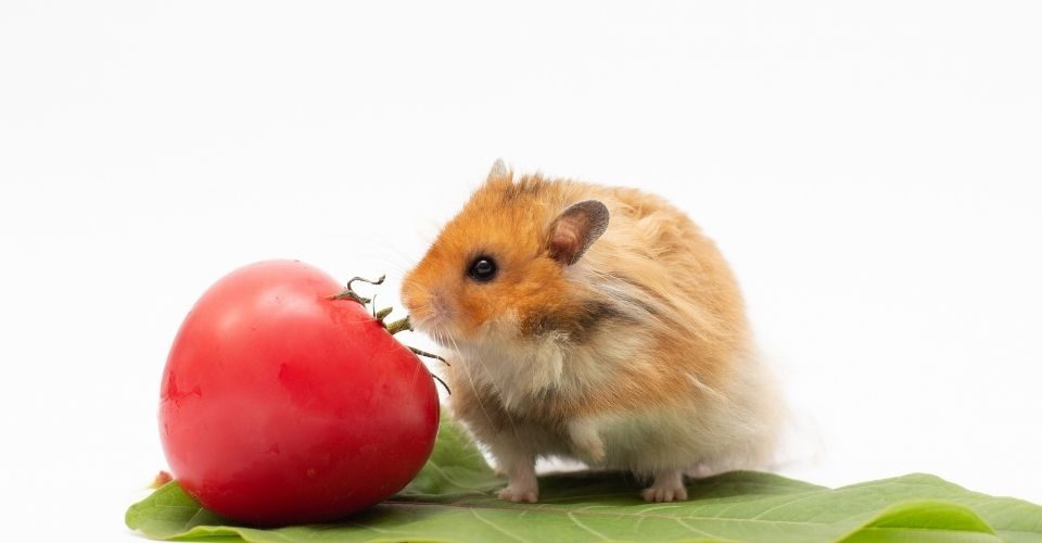 Can Hamster Eat Cherry Tomatoes