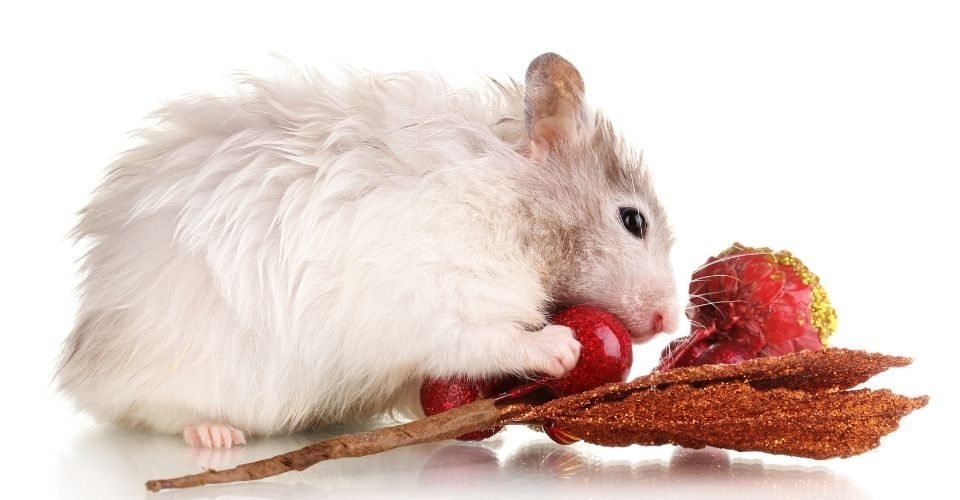 are hamsters allowed grapes