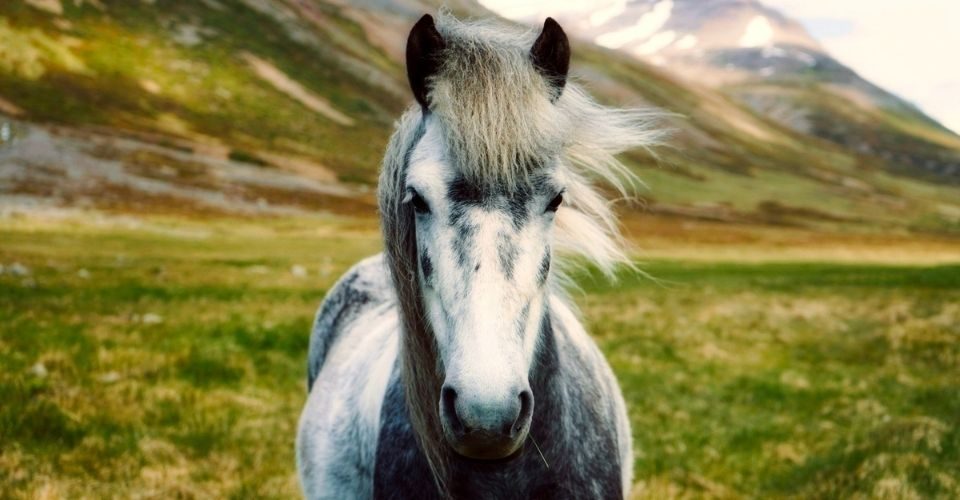Close up of a White and black horse